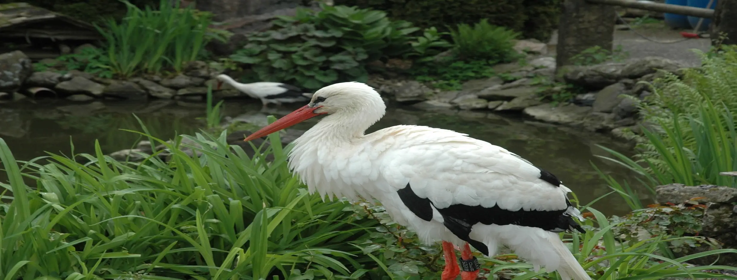 Image for Alpine Wildlife Park
